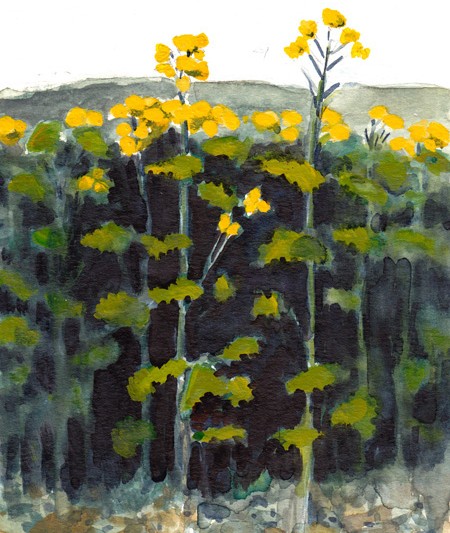 Rapeseed Plant (Michael Liebhaber, 2014, watercolor, 4x6")
