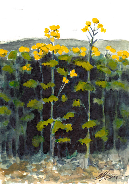 Rapeseed Plant (Michael Liebhaber, 2014, watercolor, 4x6")