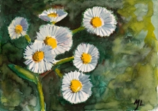 Fleabane