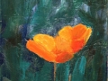 Scappoose (California) Poppies 13