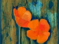 Scappoose (California) Poppies 11