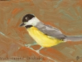 Black-capped Chickadee