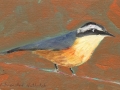 Red-breasted Nuthatch